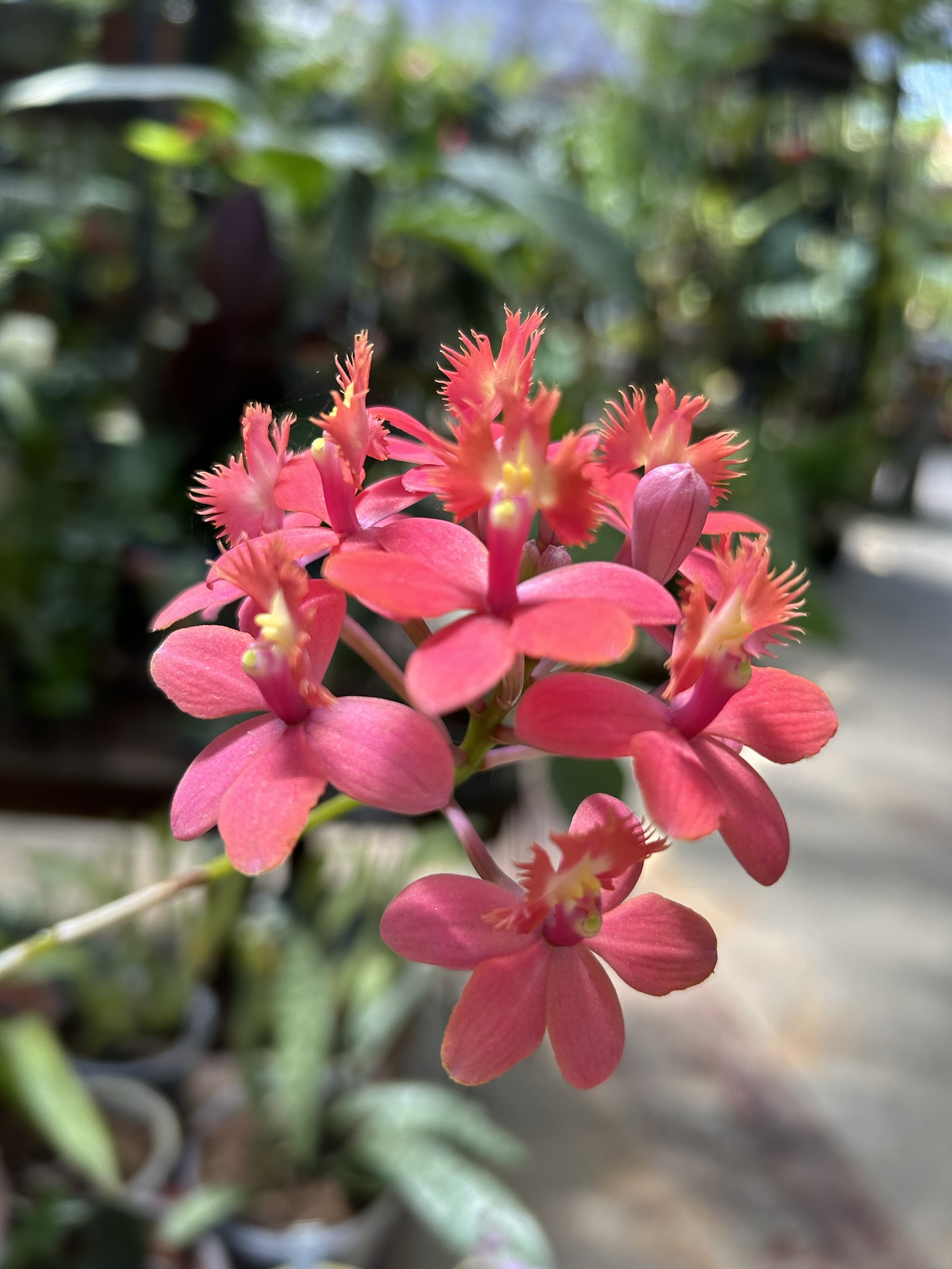 A Flavorful Floral Journey: Vallarta Botanical Gardens